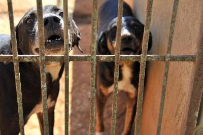 Focinheiras em pitbulls e outras raas passam a ser obrigatrias