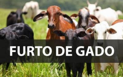 Pecuarista de 73 anos tem a propriedade invadida e gado furtado  no Guatapar
