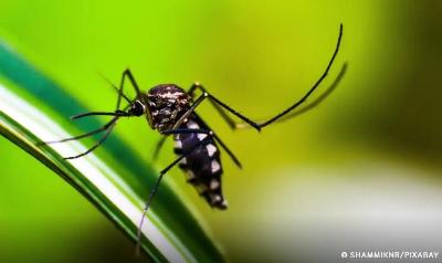 Ministrio da Sade quer incorporar vacina contra chikungunya ao SUS