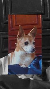Ajude uma famlia a recuperar seu animalzinho de estimao
