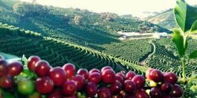 Ladres furtam caf ainda na lavoura em fazenda do Sudoeste mineiro