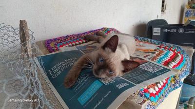 COMPARTILHE: Ajude uma famlia de Guaxup a reencontrar seu gatinho de estimao