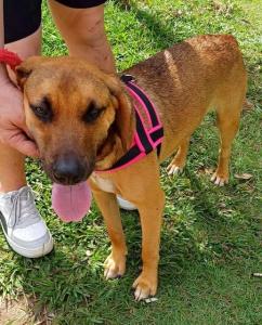 COMPARTILHE A campanha de adoo responsvel de animais e combate a maus-tratos em Guaxup