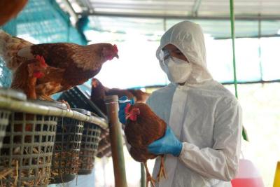 Minas Gerais confirma caso de gripe aviria e decreta emergncia sanitria animal 