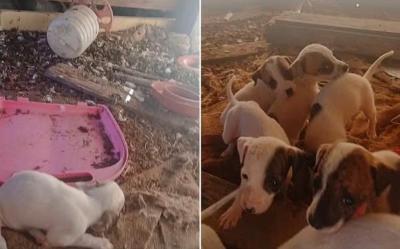 Homem de 33 anos  preso suspeito de maus-tratos a animais em fazenda, em Machado, MG