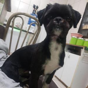Famlia do Recreio dos Bandeirantes resgata shihtzu perdido