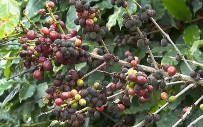Colheita do caf avana no Sul de Minas e produtores seguem otimistas, mesmo com impacto climtico
