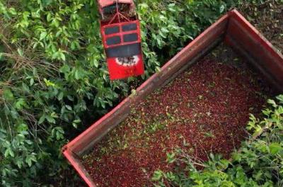 Colheita de caf avana para 24,3% na rea de ao da Cooxup