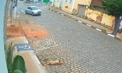 Imagens flagram morte estranha de cachorra comunitria que pode ter sido envenenada em Guaxup