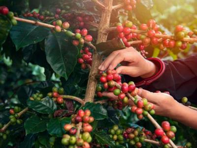 Colheita de caf da Cooxup atinge 31,4% do volume