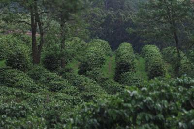  7 Frum Caf e Clima da Cooxup analisa safras 2025 e 2026
