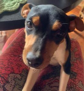 Famlia do Residencial Nova Floresta pede ajuda para recuperar cachorrinha de estimao desaparecida 