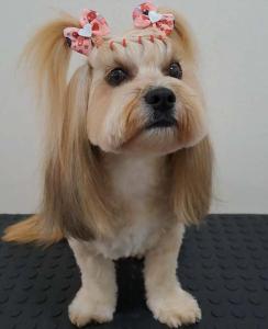 Ajude uma famlia do Jardim Agenor de Lima a recuperar sua cachorrinha de estimao