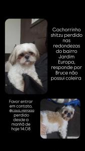 Donos de Shih Tzu desaparecido oferecem recompensa pelo animalzinho 