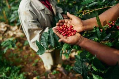Cooxup registra 91,3% da colheita de caf em sua rea de atuao