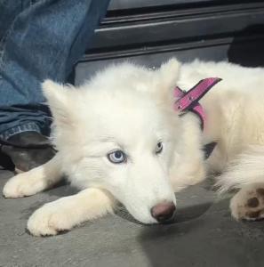 Ajude a cachorra de estimao 
