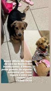 Famlia do Recreio dos Bandeirantes pede ajuda para recuperar cachorrinha desaparecida 