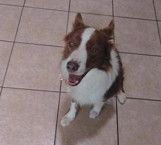 Famlia de Guaransia pede ajuda para recuperar seu cachorro de estimao