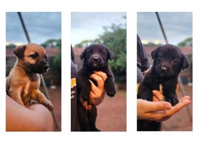 Abandonados no antigo 