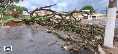 rvore imensa vai ao cho na Praa dos Estudantes