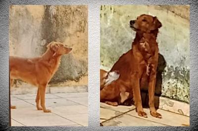 GUAXUP: Ajude os donos do cozinho 