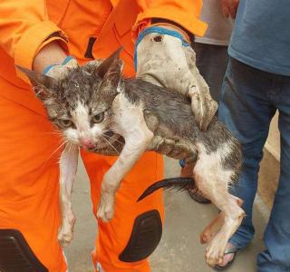 Gatinho preso em cano  resgatado pelo Corpo de Bombeiros de Guaxup