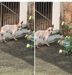 EM GUAXUP�: Ajude os donos de 