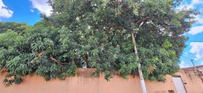 Comunidade solicita poda preventiva de arvoredo para colocar fim a curtos-circuitos seguidos em Guaxup� 