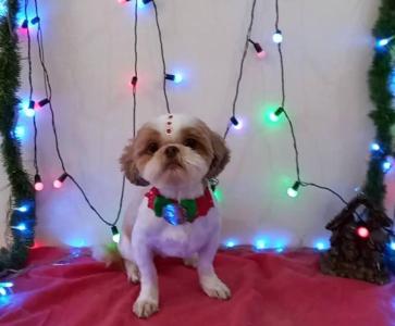 Fam�lia procura pelo paradeiro de cachorrinha shih tzu desaparecida no Jardim Guaxup� 