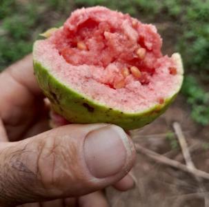 Volunt�rio exibe com orgulho frutos do pomar cultivado em �rea �s margens do Anel Vi�rio 