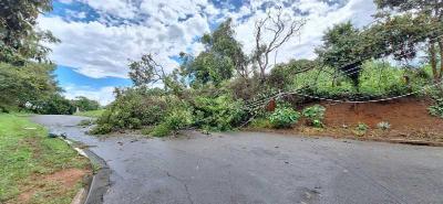 Vendaval derruba �rvores e postes no Jardim Bela Vista 