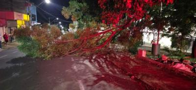 Bombeiros realizam corte emergencial de �rvore e liberam via em Alfenas