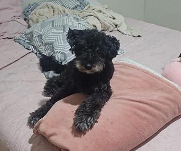 Ajude nas buscas pelo cachorrinho 