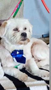 Moradores do Jardim Bela Vista procuram por seu cachorro de estima��o desaparecido