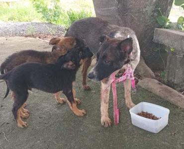Moradores da Vila Campanha apiedados com cachorra e filhotes em situa��o de rua