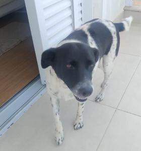 Casal abriga animal perdido em Guaxup� e procura pelos verdadeiros donos 