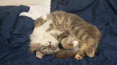 Ajude uma fam�lia do Jardim Aeroporto a reencontrar sua gatinha de estima��o