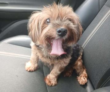 Fam�lia de Guaxup� resgata cachorrinha de estima��o e procura pelos donos