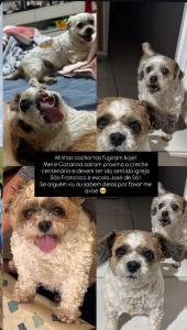 Fam�lia de Guaxup� oferece recompensa a quem lhes entregar cachorrinhas desaparecidas 