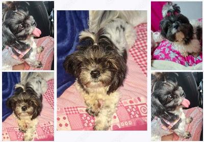 Fam�lia de Guaxup� procura por cachorrinhos de estima��o 