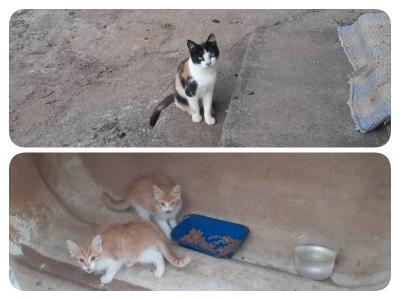 Gatinhos dispon�veis para ado��o na zona rural de Guaxup� 