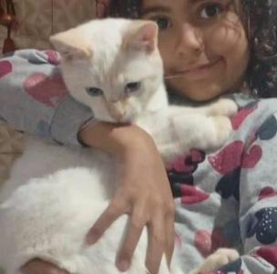 Fam�lia do Parque do Lago procura pelo paradeiro de seu gatinho de estima��o