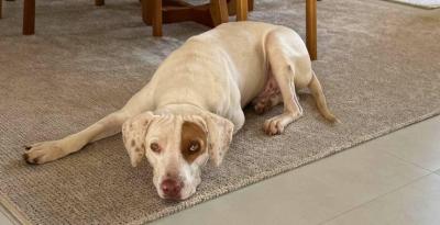 Fam�lia do Residencial Nova Floresta pede ajuda para reencontrar animal de estima��o 