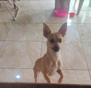 Aten��o para an�ncio sobre cachorrinha desaparecida no Jardim Planalto