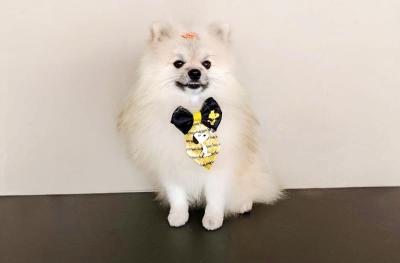 Ajude uma fam�lia do Planalto a recuperar seu cachorrinho perdido 