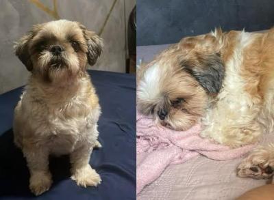 Fam�lia do Residencial Conquista pede ajuda para reencontrar shih tzu desaparecida 