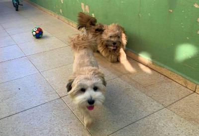 EM GUAXUP�: Esses lindos c�ezinhos aguardam algu�m adot�-los 
