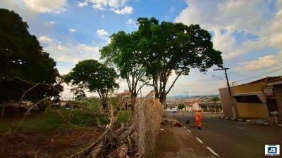 PREVEN��O: Bombeiros trabalham na retirada de �rvore condenada em Guaxup� 