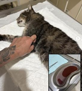 Atendimento eficaz da Clinic�o salva gatinho acometido por grave obstru��o urin�ria